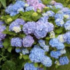 Hydrangea