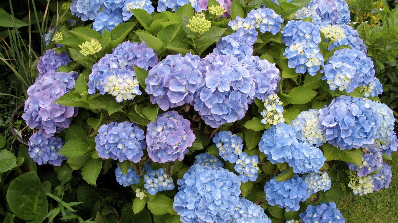 Hydrangea