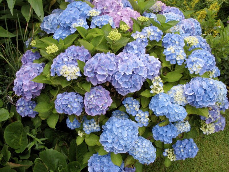 Hydrangea
