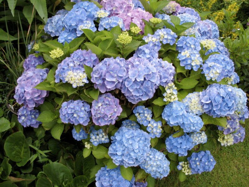 Hydrangea