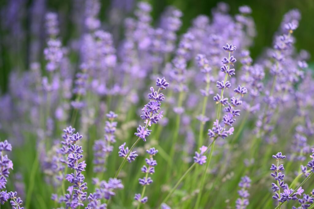 Lavender flowers in bloom