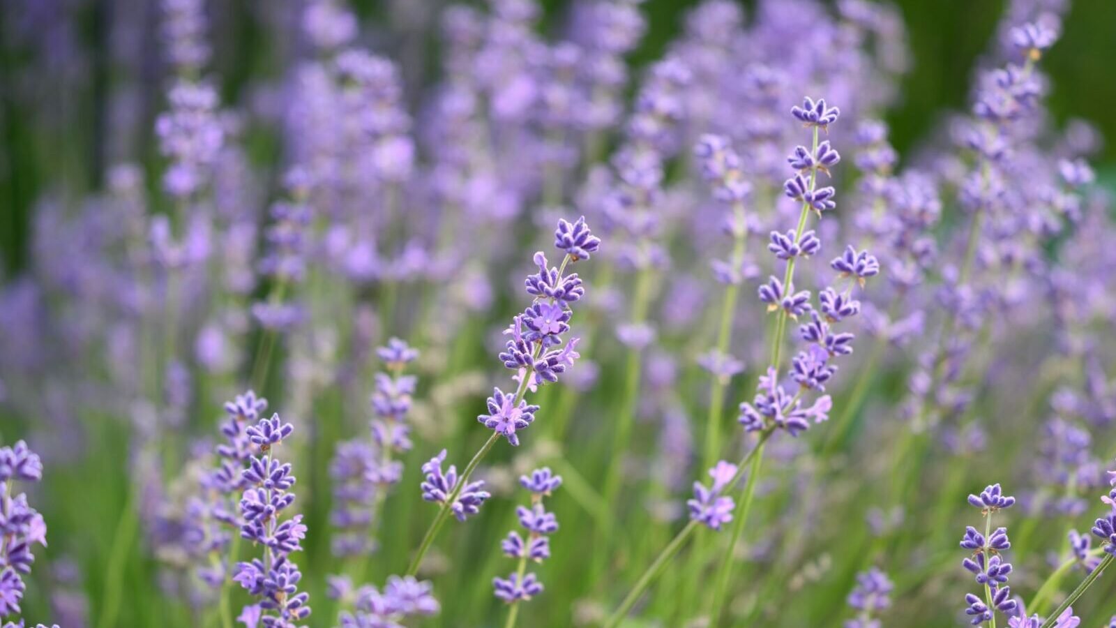 Growing Lavender: A Care Guide for a Fragrant, Low-Maintenance Plant