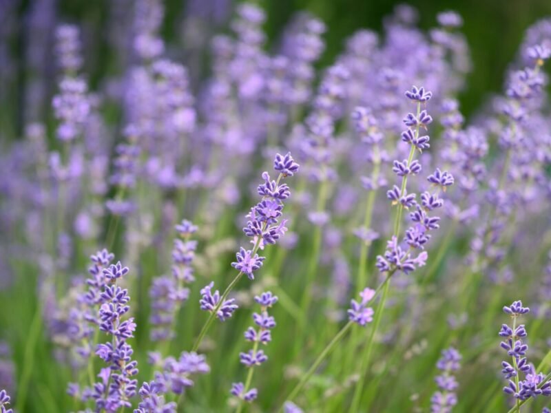 Growing Lavender: A Care Guide for a Fragrant, Low-Maintenance Plant