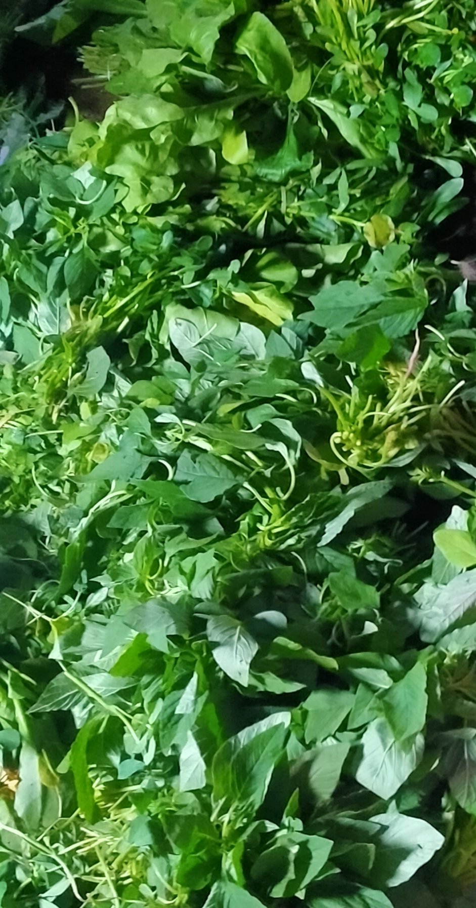 Fresh green leafy vegetables suited to shade gardening