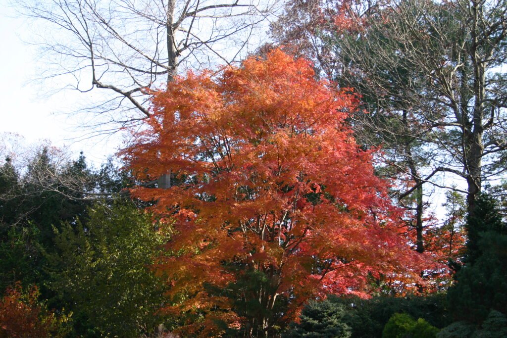 Japanese maple with red fall foliage
