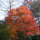 Japanese Maple
