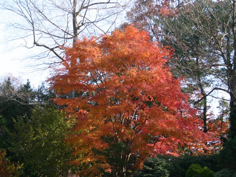 Japanese Maple