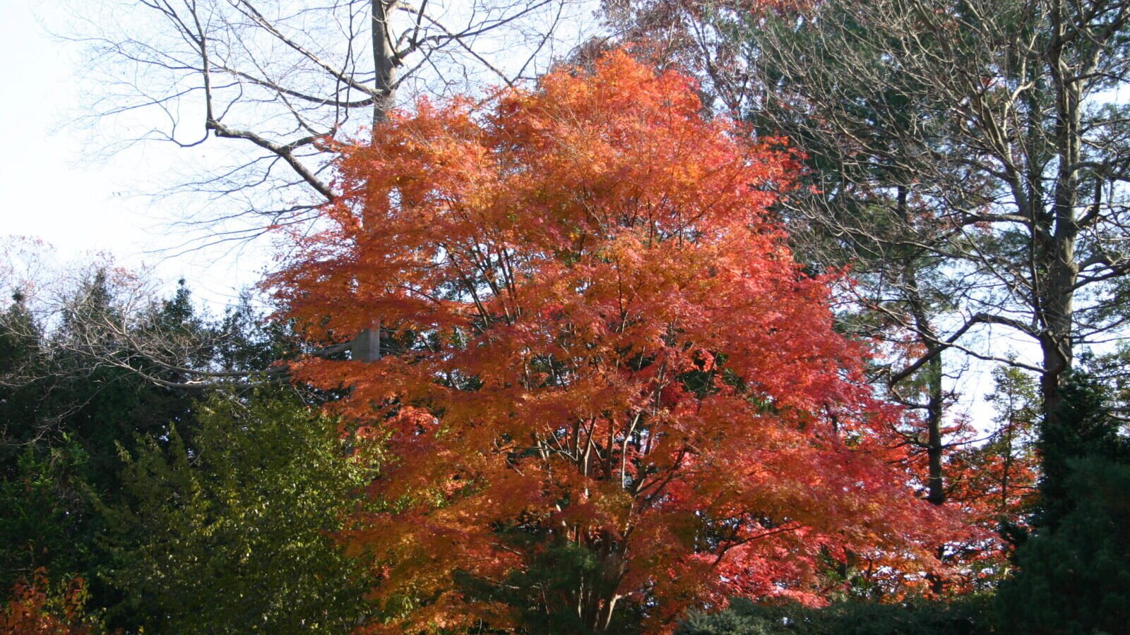 Japanese Maple