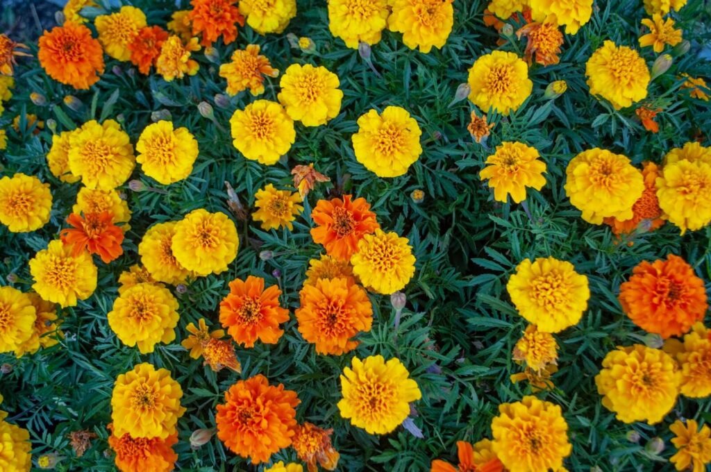 Orange and yellow marigolds flowering in a garden bed