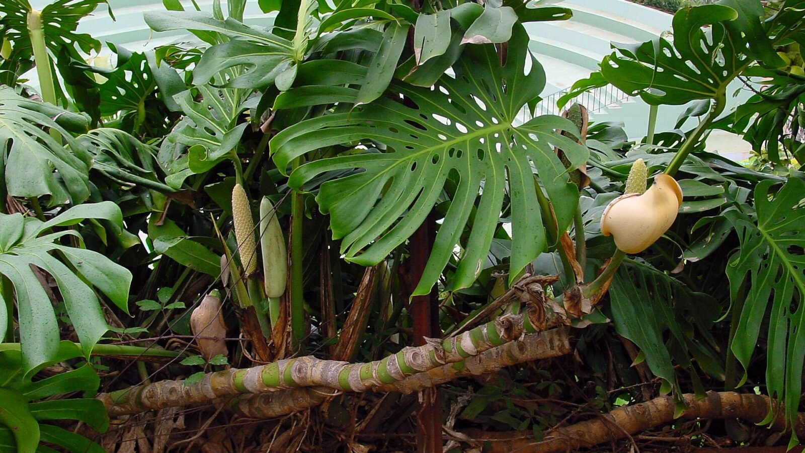 Monstera Deliciosa Care Guide: Light, Water, and Fenestration