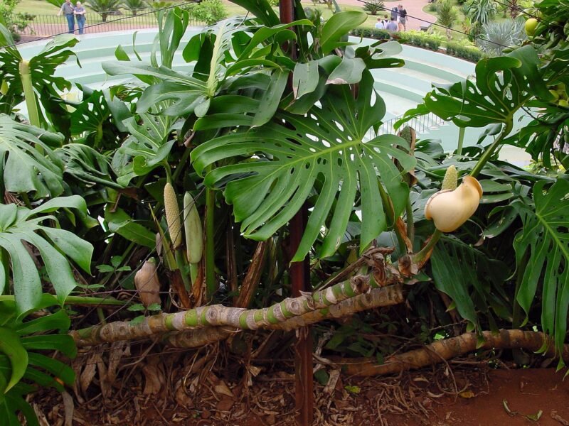 Monstera Deliciosa Care Guide: Light, Water, and Fenestration