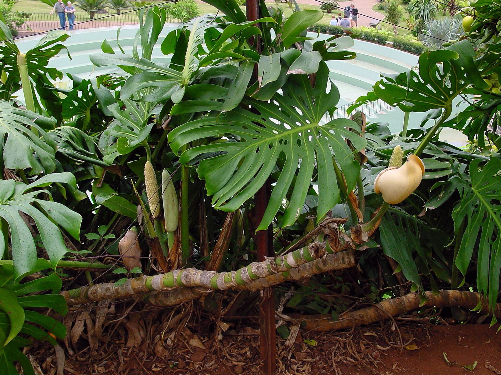 Monstera deliciosa with large split leaves