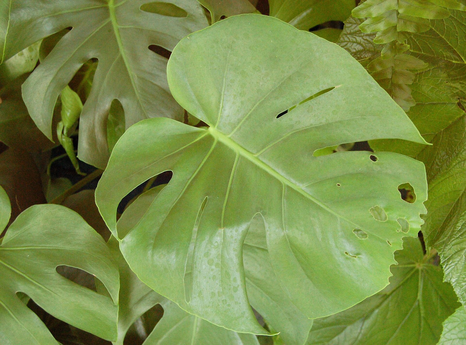 Close-up of a mature Monstera deliciosa leaf with natural splits