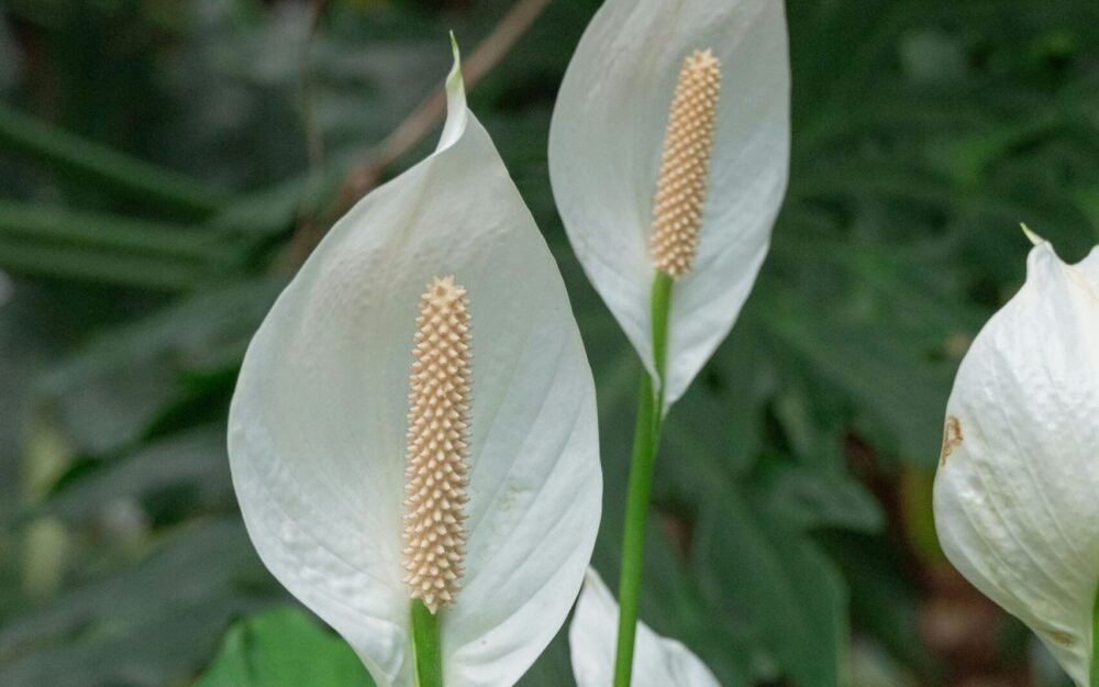 Peace Lily Care Guide: Light, Watering, and Getting White Blooms