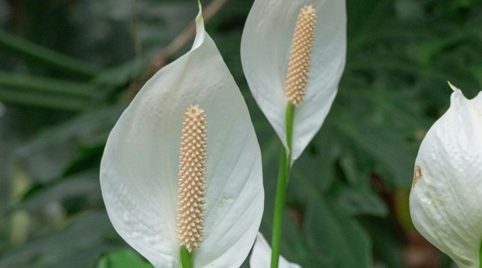 Healthy peace lily plant with white spathe blooms