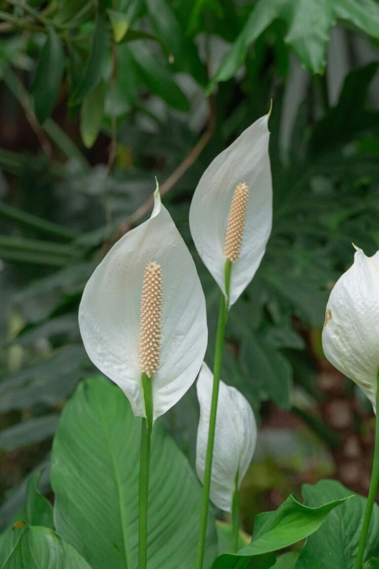 Peace lily with white spathe blooms