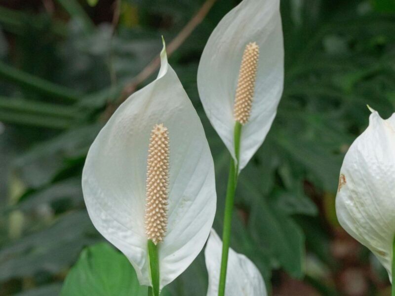 Peace Lily Care Guide: Light, Watering, and Getting White Blooms