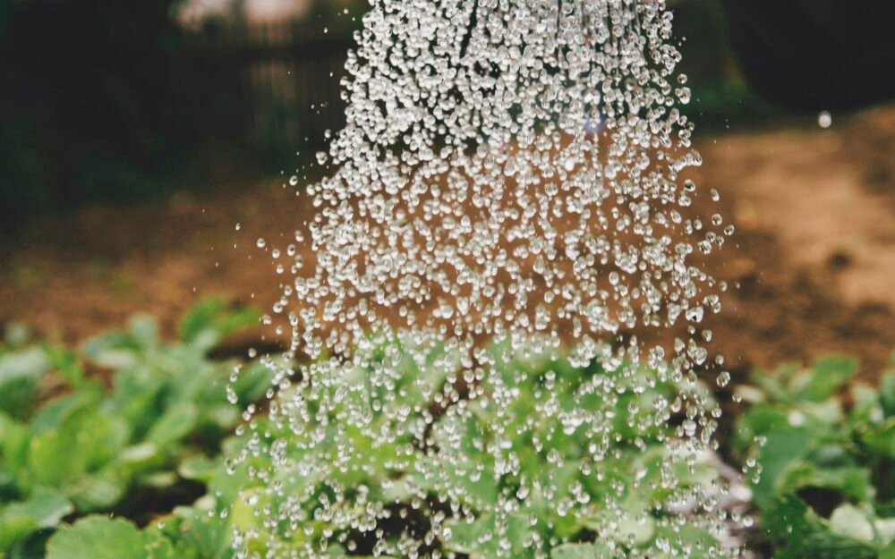 How Often Should You Water Indoor Plants?