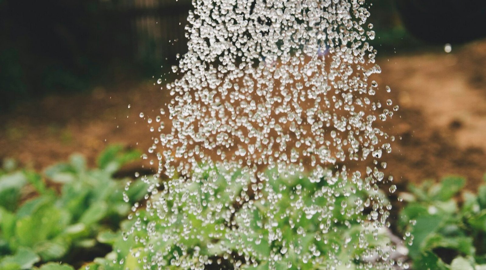 A person watering a potted indoor plant thoroughly until it drains