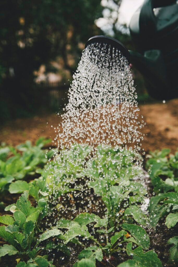 Person watering an indoor plant