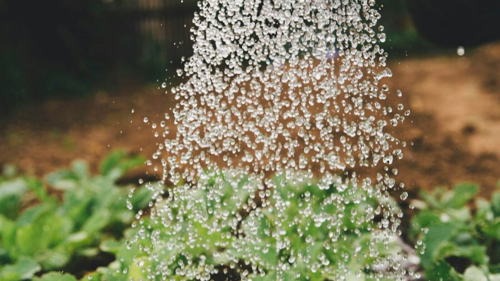 How Often Should You Water Indoor Plants?