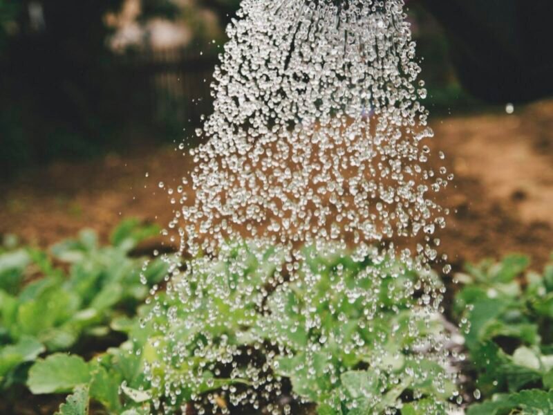 How Often Should You Water Indoor Plants?