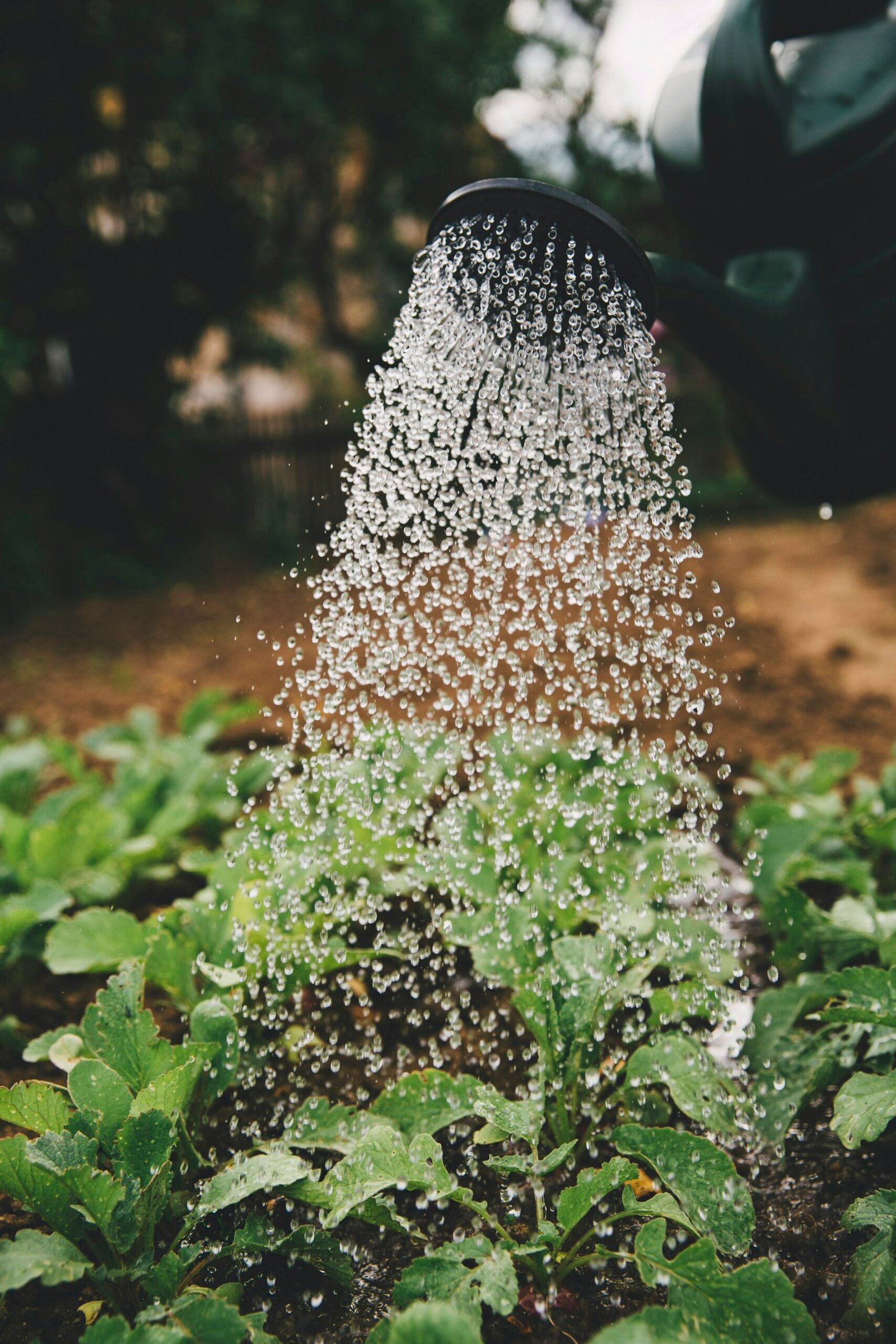 How Often Should You Water Indoor Plants?