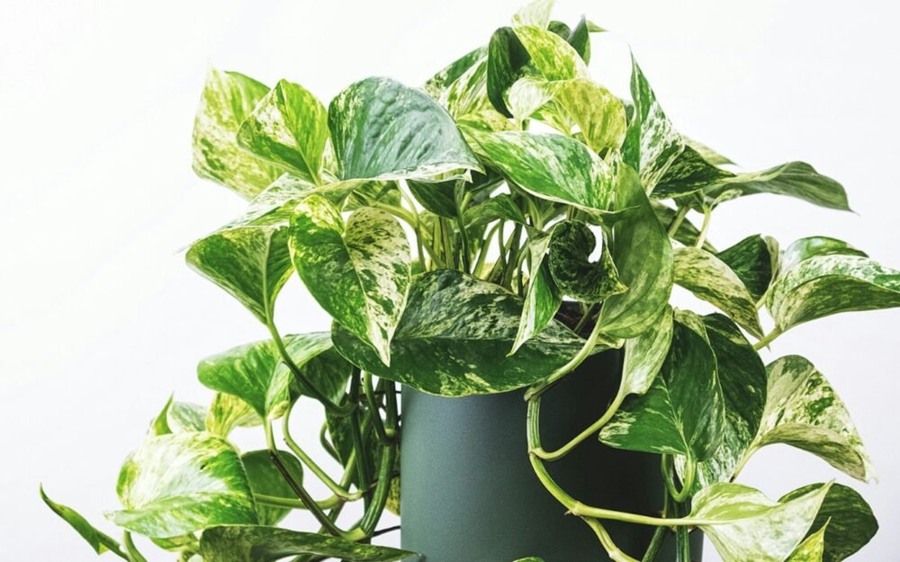 How to Propagate Pothos in Water: A Step-by-Step Guide