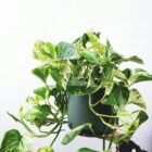 Best Low-Light Indoor Plants for Beginners