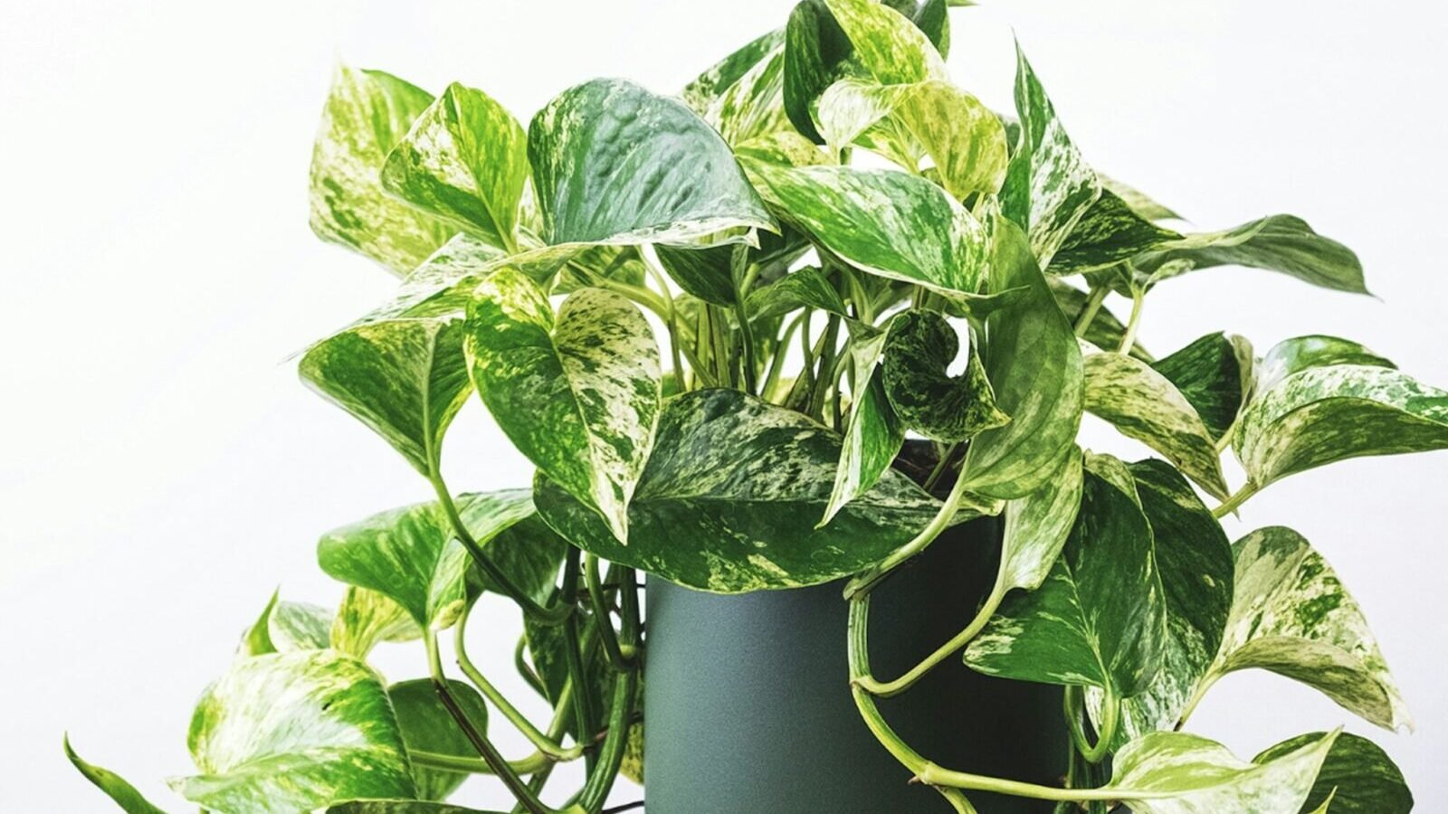 Best Low-Light Indoor Plants for Beginners