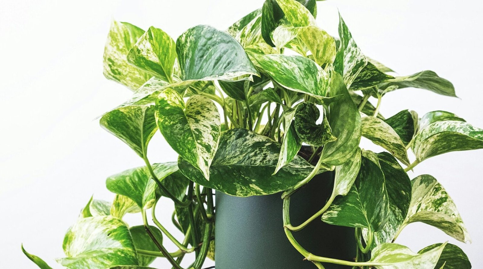 Pothos houseplant with lush green trailing vines, the plant used for water propagation
