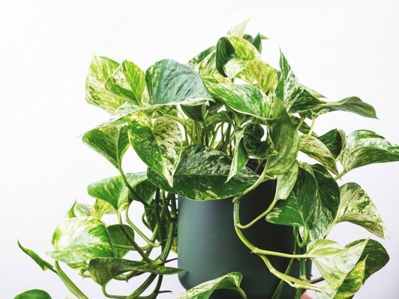 Best Low-Light Indoor Plants for Beginners