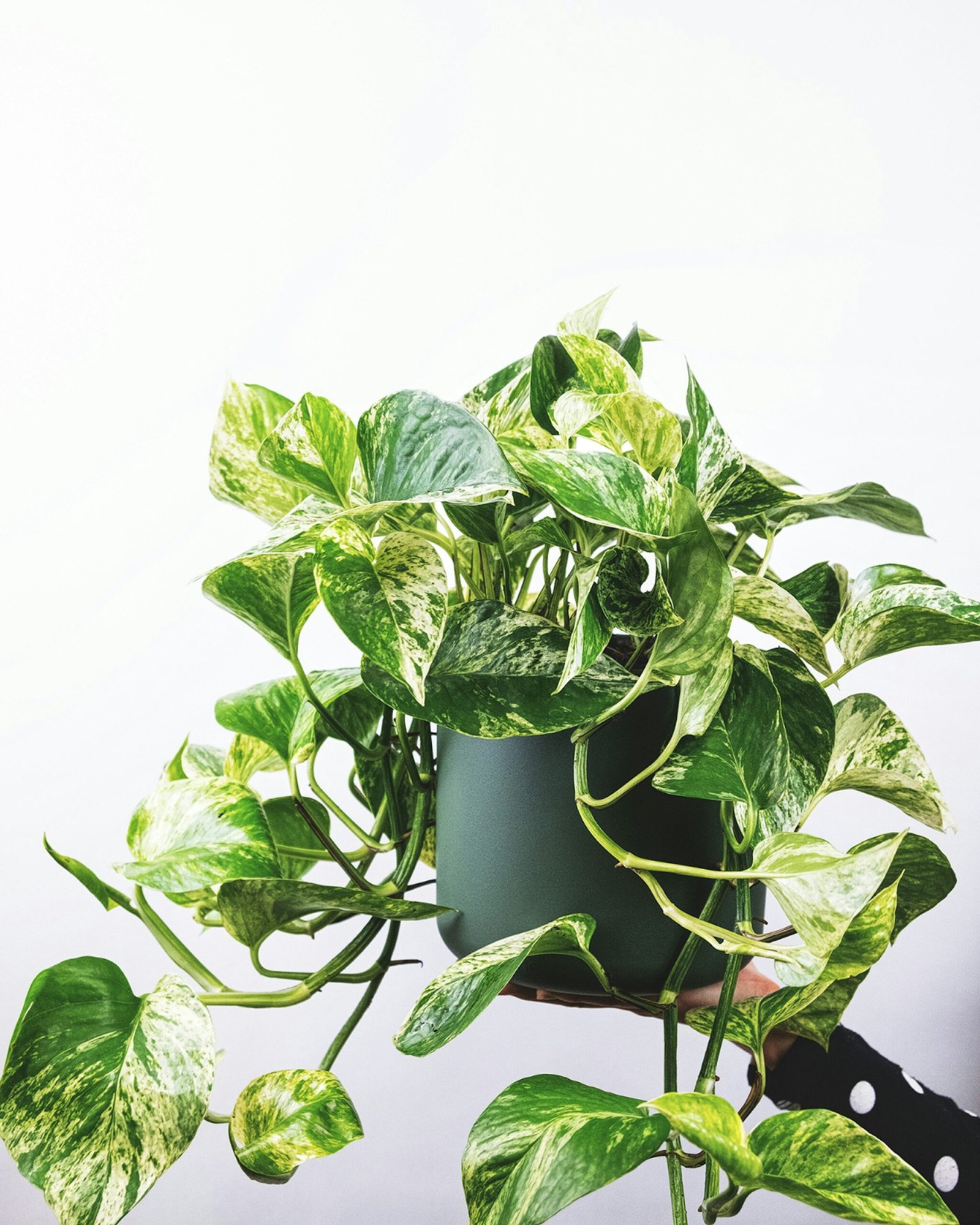 Best Low-Light Indoor Plants for Beginners