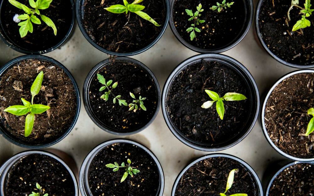 The Complete Guide to Choosing and Growing Garden Plants