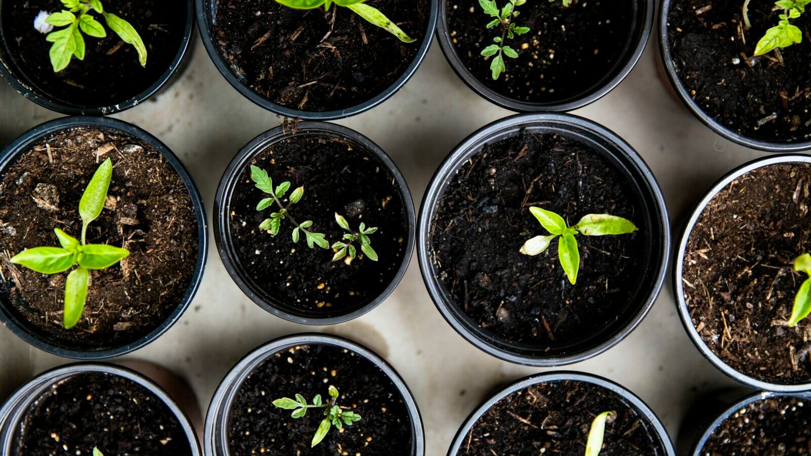 The Complete Guide to Choosing and Growing Garden Plants
