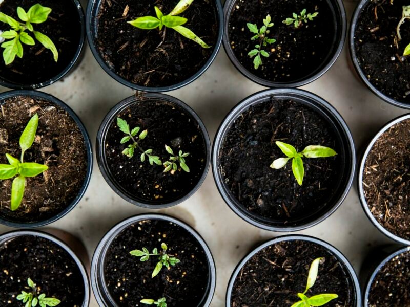 The Complete Guide to Choosing and Growing Garden Plants