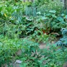Vegetable Gardening in the Shade: What Actually Grows