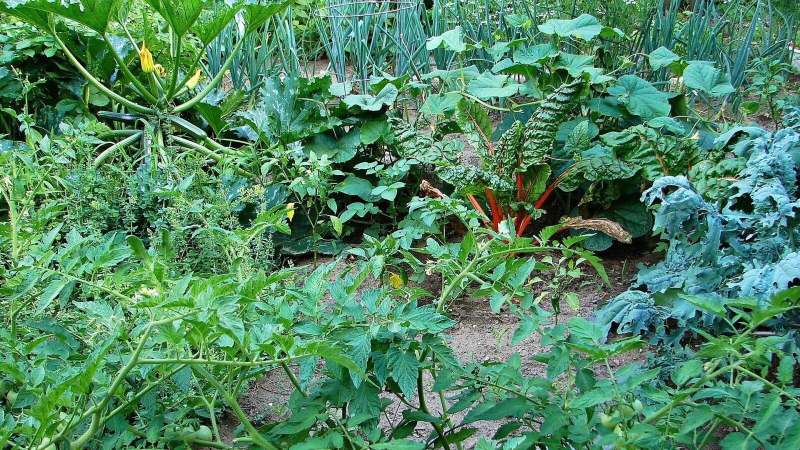 Vegetable Gardening in the Shade: What Actually Grows