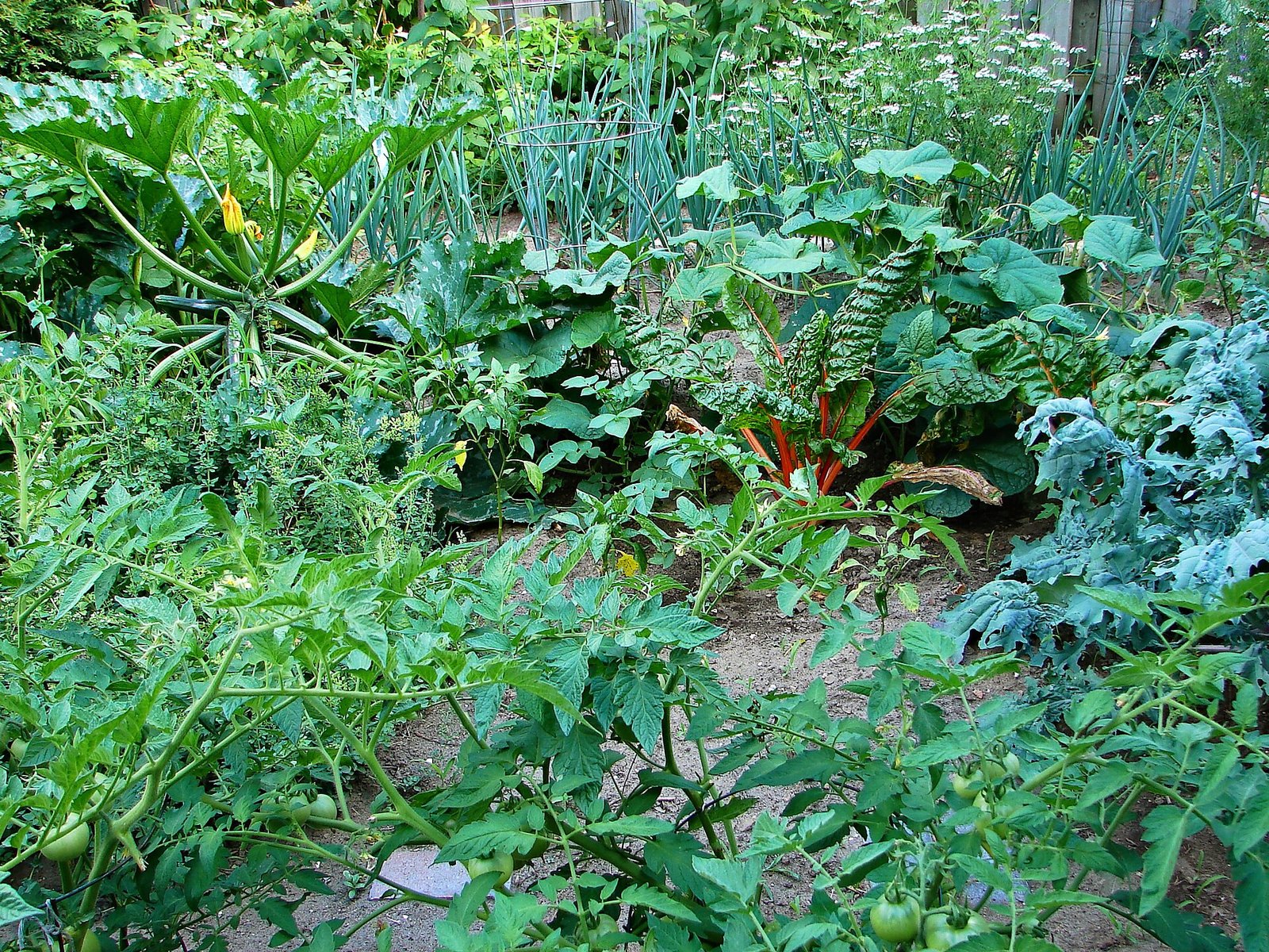Vegetable garden bed with leafy greens growing in partial shade