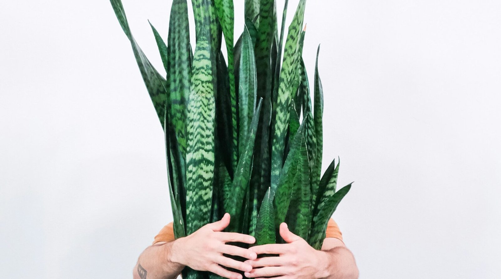 A snake plant with tall, upright striped leaves growing in a pot