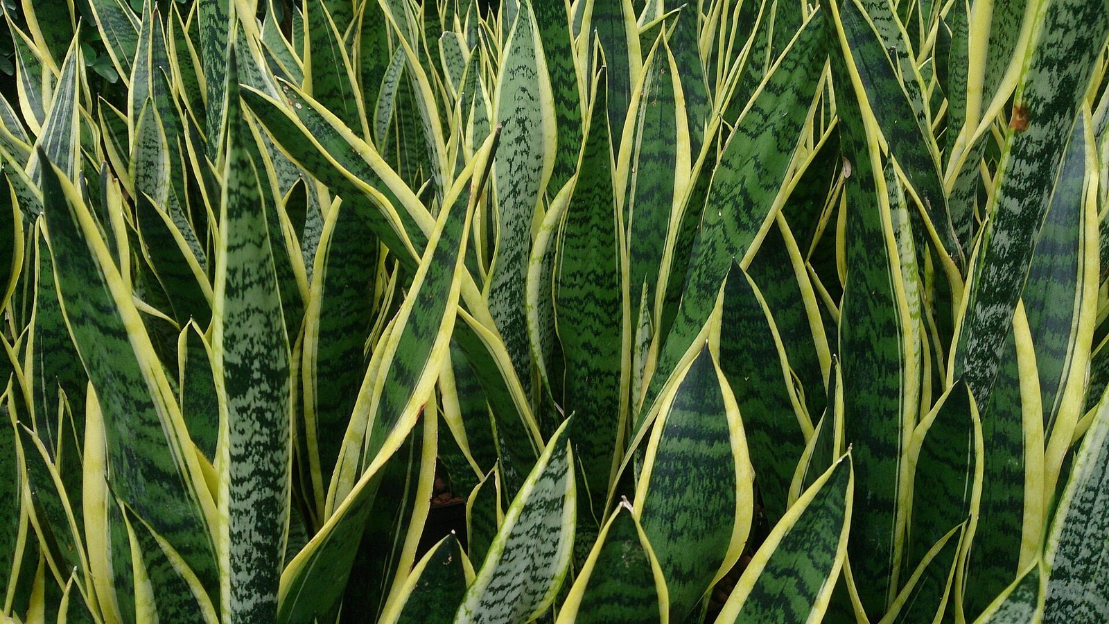 Snake plant Sansevieria trifasciata Laurentii variety with yellow leaf edges