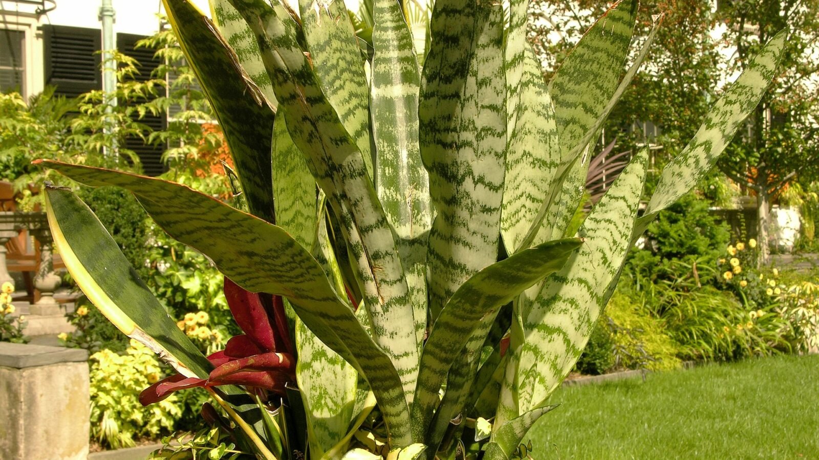 Snake Plant Care Guide: How to Grow Dracaena Trifasciata Indoors