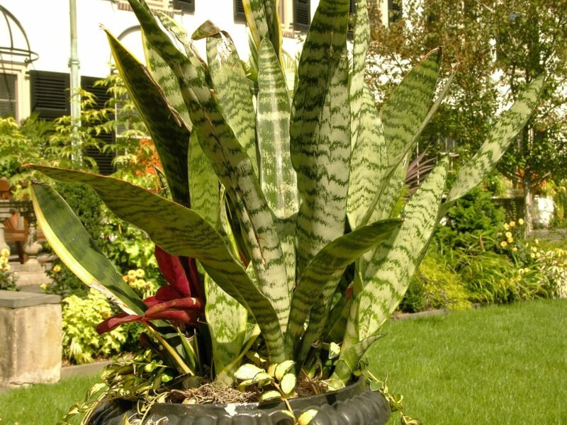 Snake Plant Care Guide: How to Grow Dracaena Trifasciata Indoors
