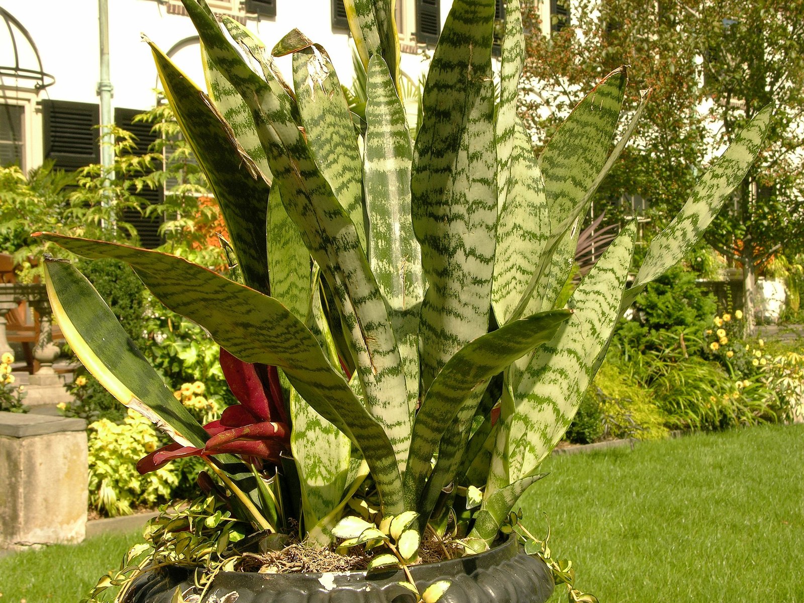 Snake plant (Sansevieria trifasciata) with tall upright striped leaves