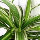 Spider Plant Care Guide: Light, Water, and Easy Propagation