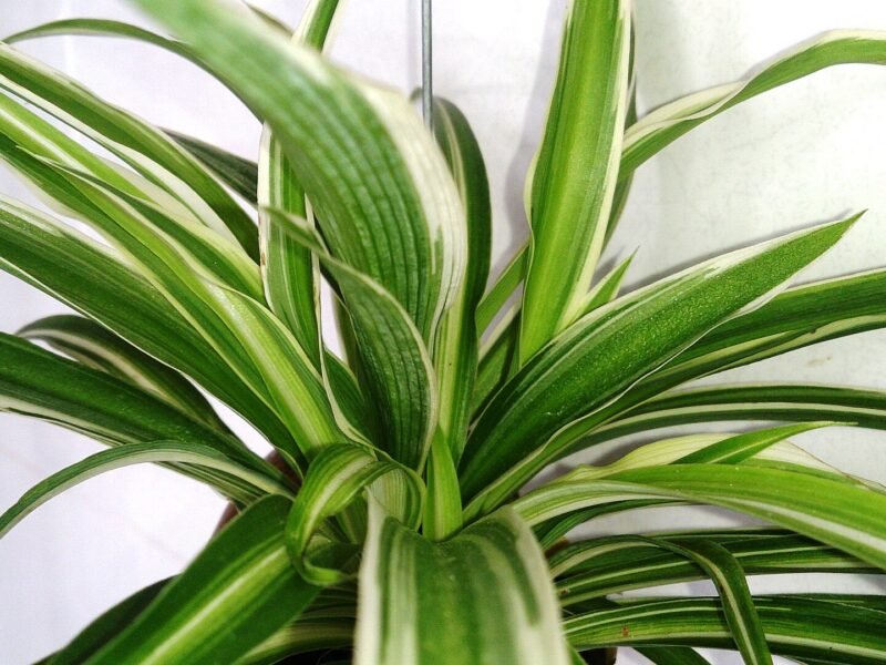 Spider Plant Care Guide: Light, Water, and Easy Propagation