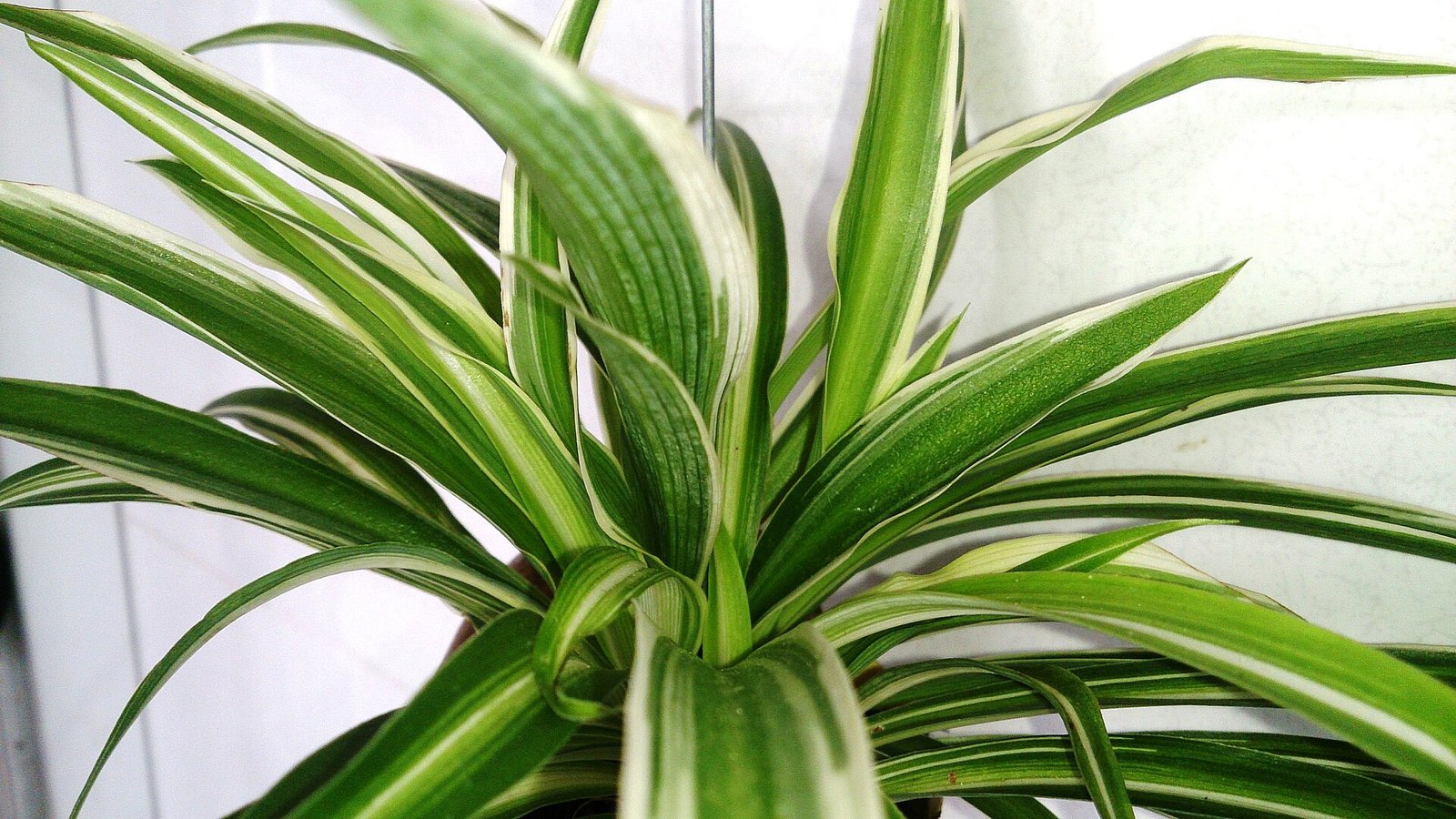Spider plant (Chlorophytum comosum) with arching variegated leaves