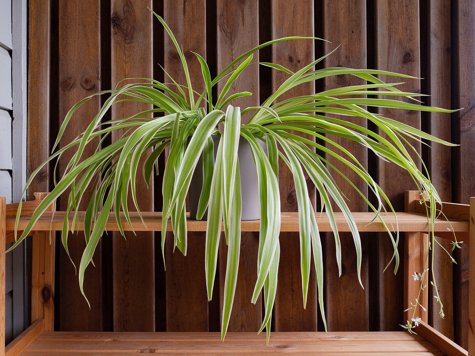 Spider plant with baby plantlets and small white flowers