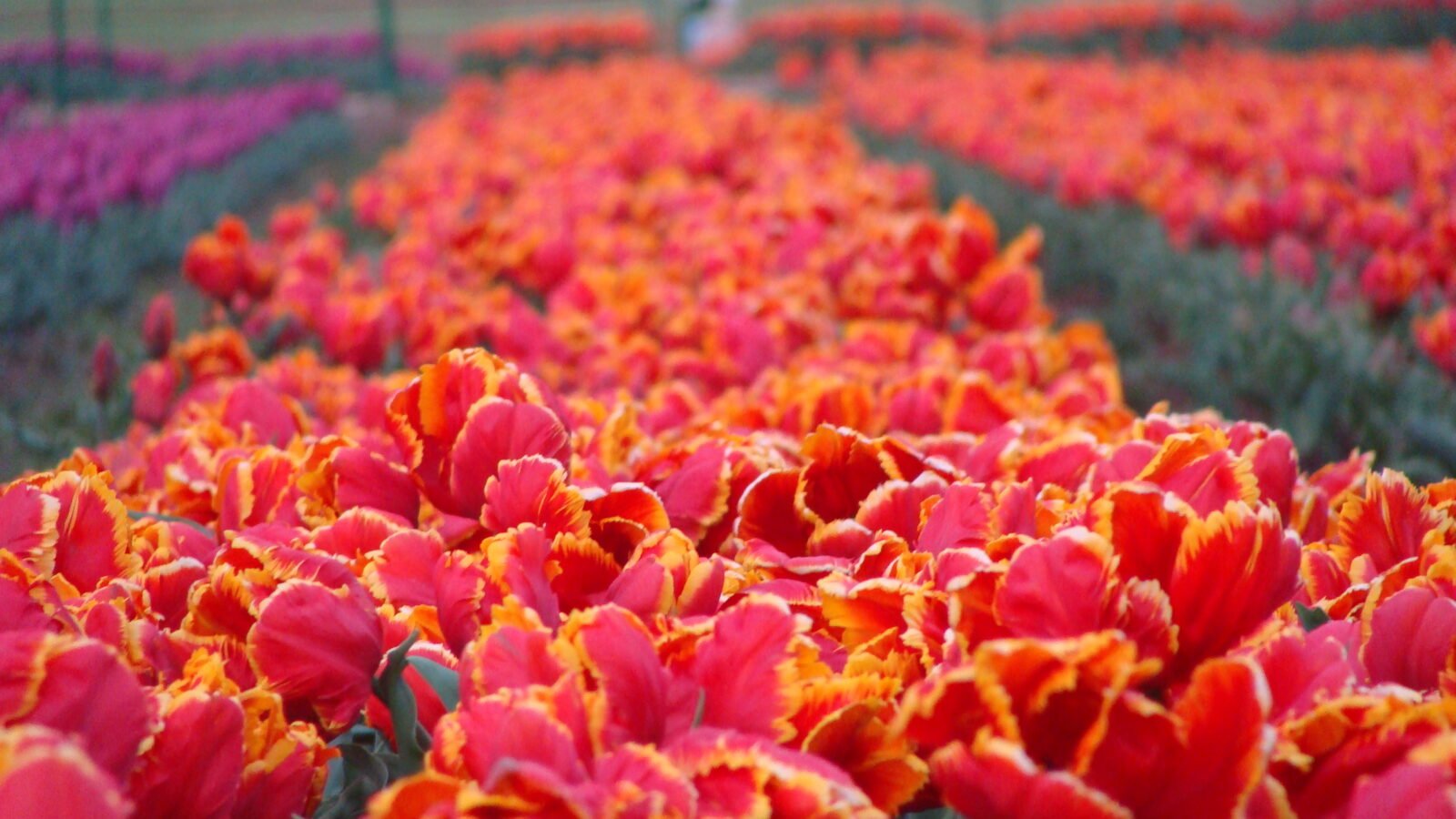 Spring Garden Checklist