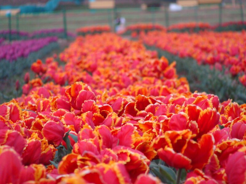 Spring Garden Checklist